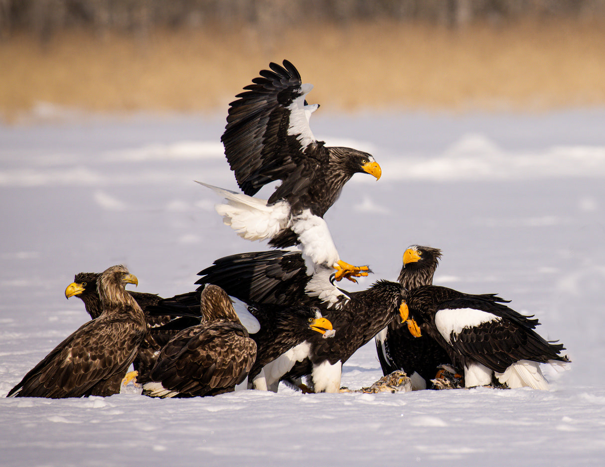 Steller Sea Eagle Poster och Canvastavla