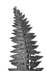 Gray fern leaf Poster och Canvastavla