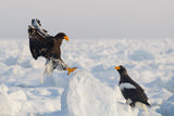 Sea Eagle Poster och Canvastavla