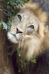 Such a Handsome Male Lion Poster och Canvastavla