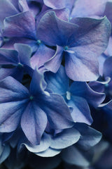 Dancing Petals - Lilac Hydrangea Poster och Canvastavla