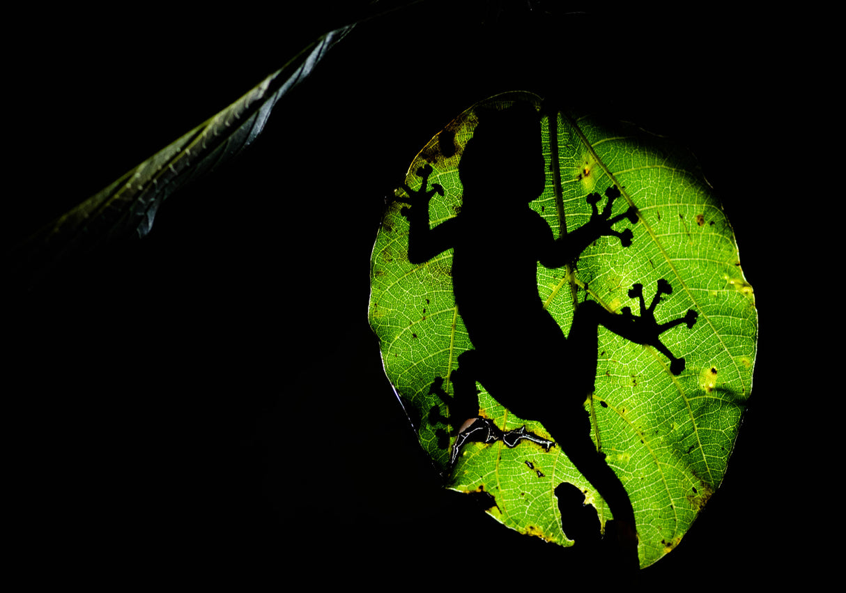 silhouette Poster och Canvastavla