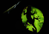 silhouette Poster och Canvastavla