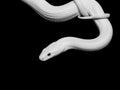 Serpent Blanc Poster och Canvastavla