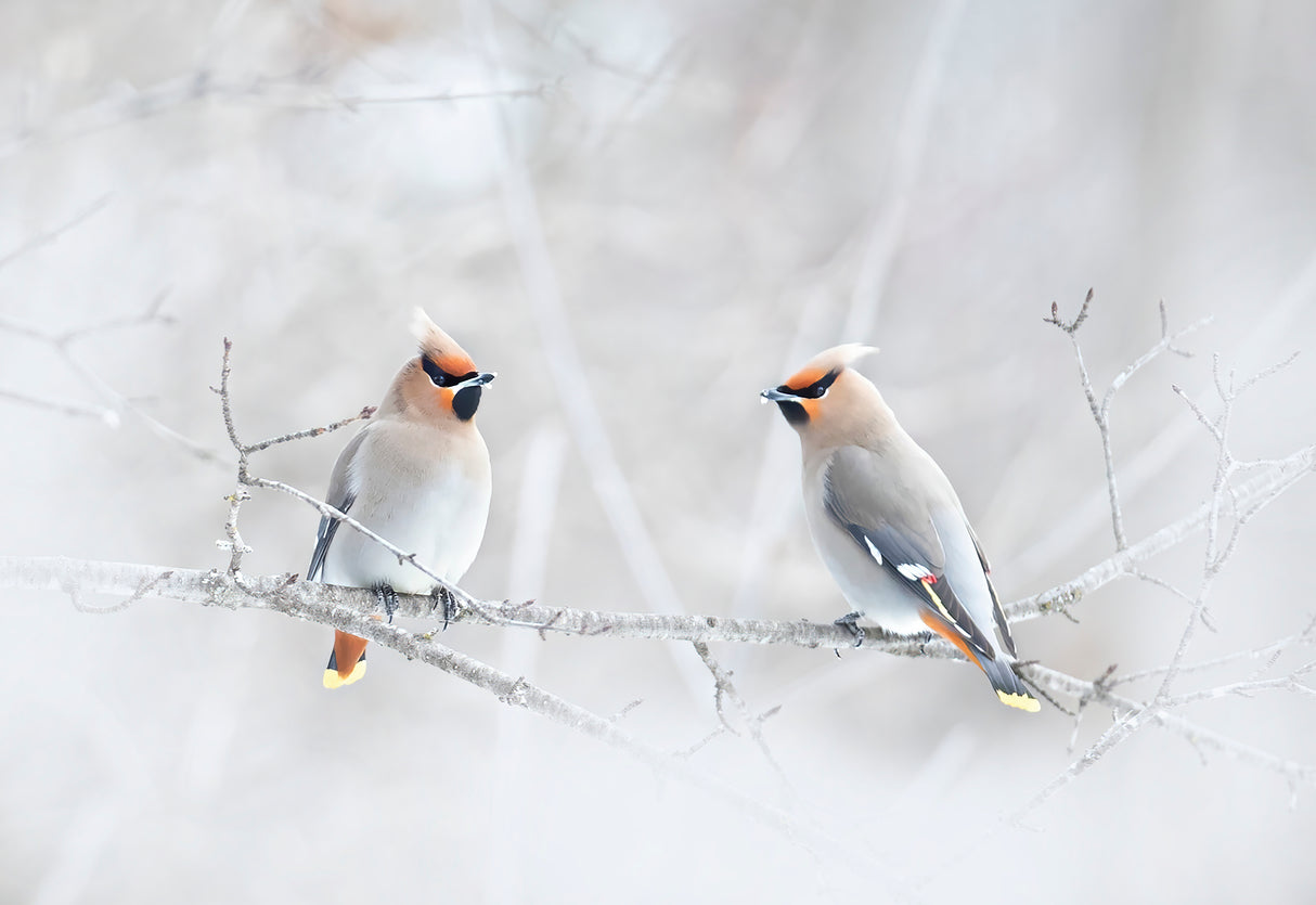 Bohemian Waxwings Poster och Canvastavla