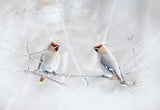 Bohemian Waxwings Poster och Canvastavla
