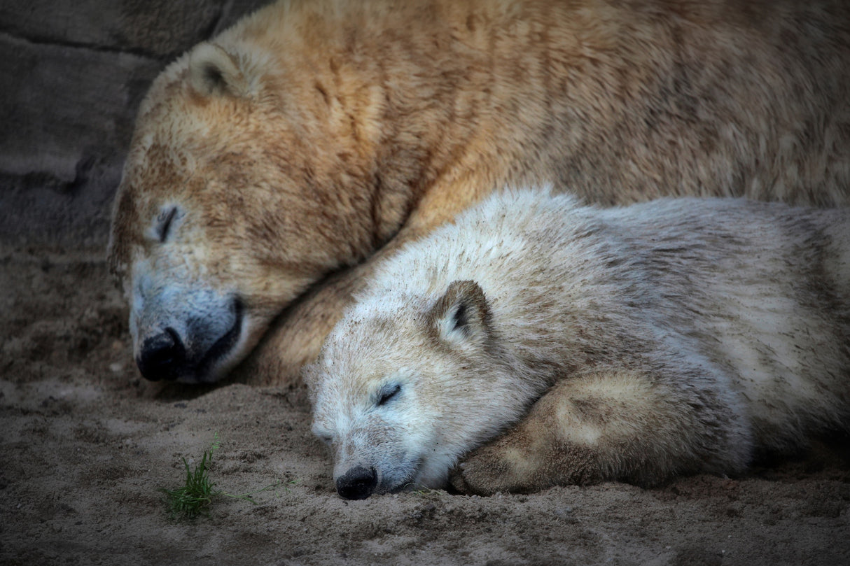 HER CUTENESS, togetherness ... Poster och Canvastavla