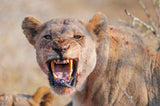 Lion of İmfolozi Poster och Canvastavla