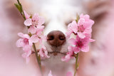 Sniff up the spring vibes Poster och Canvastavla
