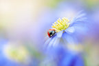 Lady in Blue Poster och Canvastavla