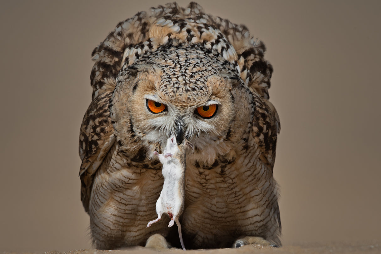 Pharaoh Eagle Owl Poster och Canvastavla