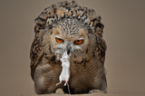 Pharaoh Eagle Owl Poster och Canvastavla