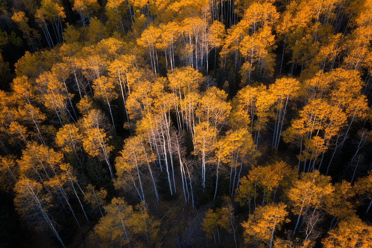 Aspen in Autumn Poster och Canvastavla
