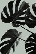 Monstera Teal 08 Poster och Canvastavla