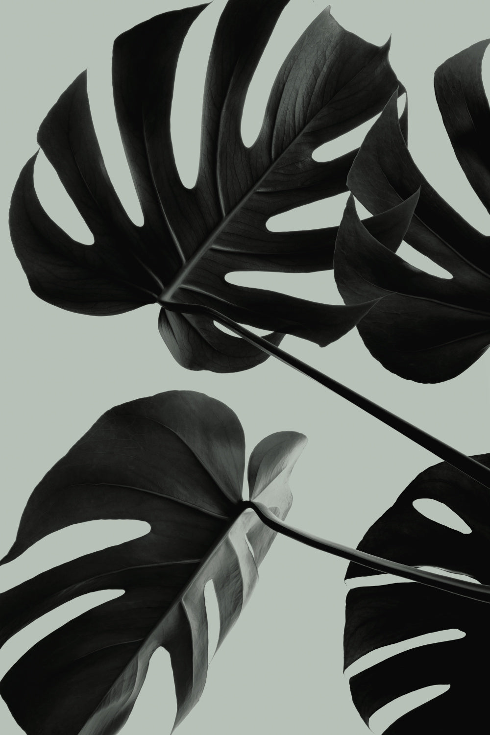 Monstera Teal 08 Poster och Canvastavla