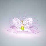 CAPER FLOWER Poster och Canvastavla