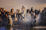 Invincible Mongolian horses Poster och Canvastavla