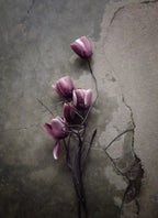 The Tulip Poster och Canvastavla