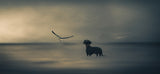 Dreamer....just a little Dreamer..... Poster och Canvastavla
