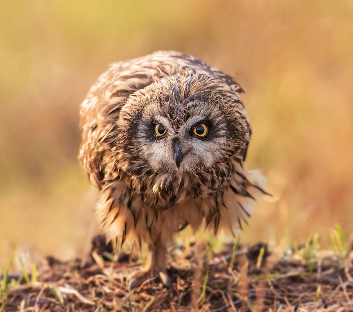 short-eared owl Poster och Canvastavla