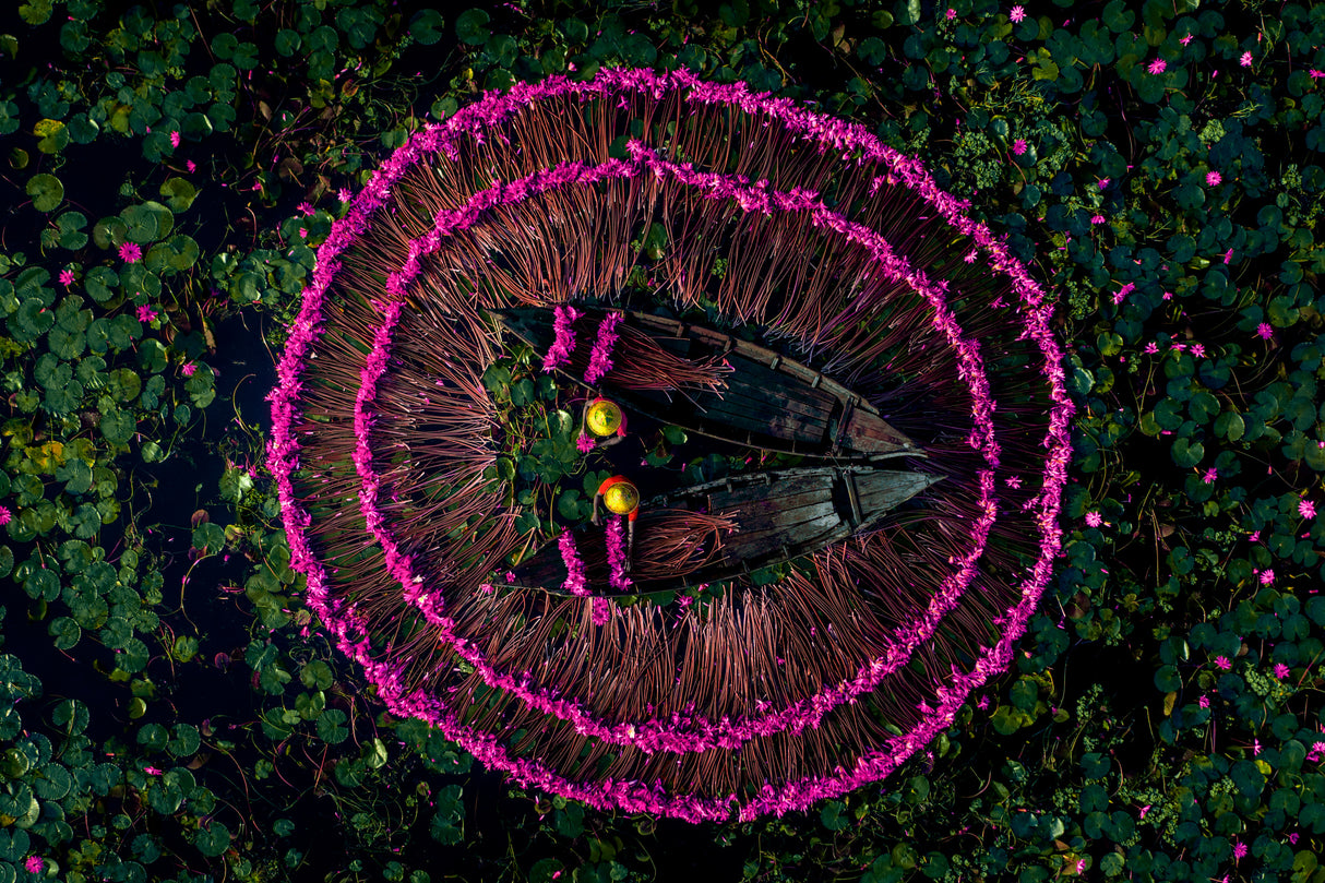 Harvesting water lilies Poster och Canvastavla