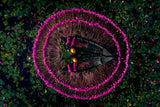 Harvesting water lilies Poster och Canvastavla
