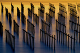 Oyster rack at golden dusk Poster och Canvastavla