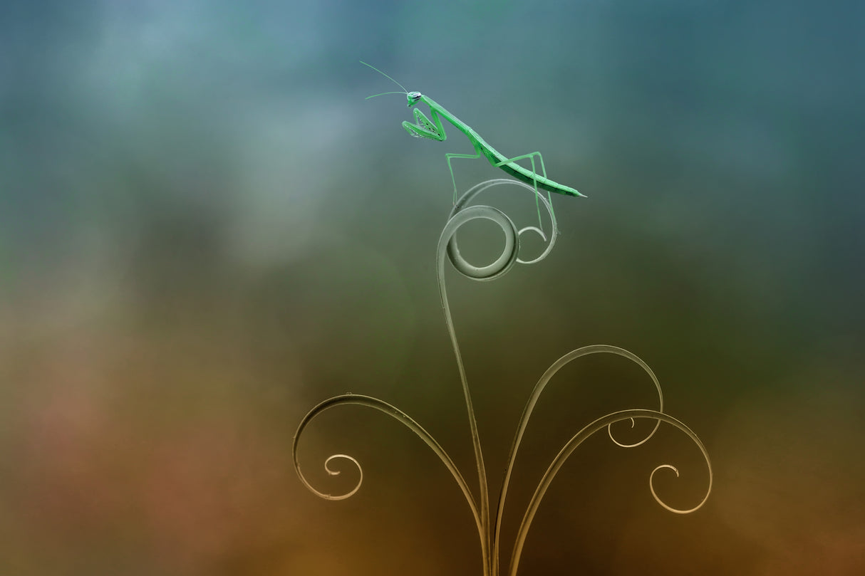 Praying Mantis Poster och Canvastavla