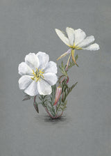 Giant Helleborine (1880) Poster och Canvastavla