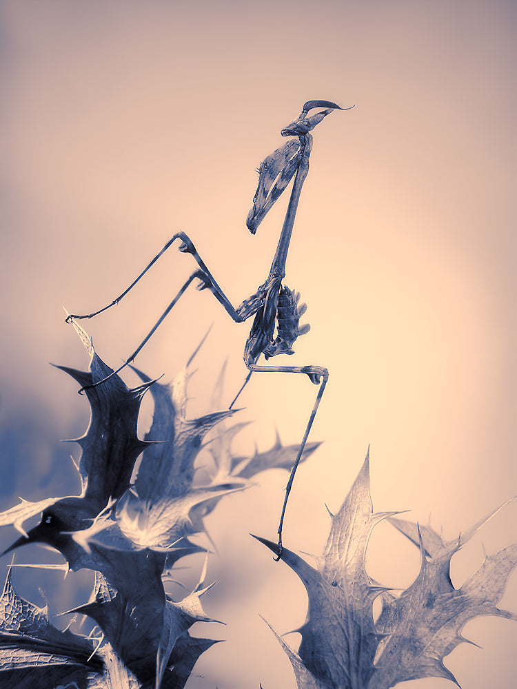 Mantis palo Poster och Canvastavla