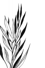 Anchali leaves line art Poster och Canvastavla