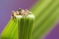 Jumping Spider Poster och Canvastavla
