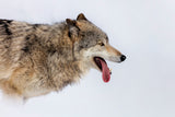 Loving Snow Poster och Canvastavla
