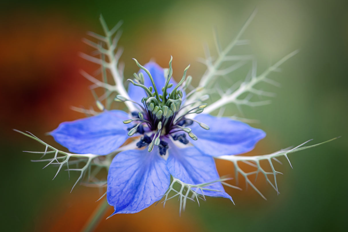 Nigella Poster och Canvastavla