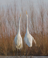 Who is taller is the winer Poster och Canvastavla