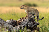 Leopard - Serengeti, Tanzania Poster och Canvastavla