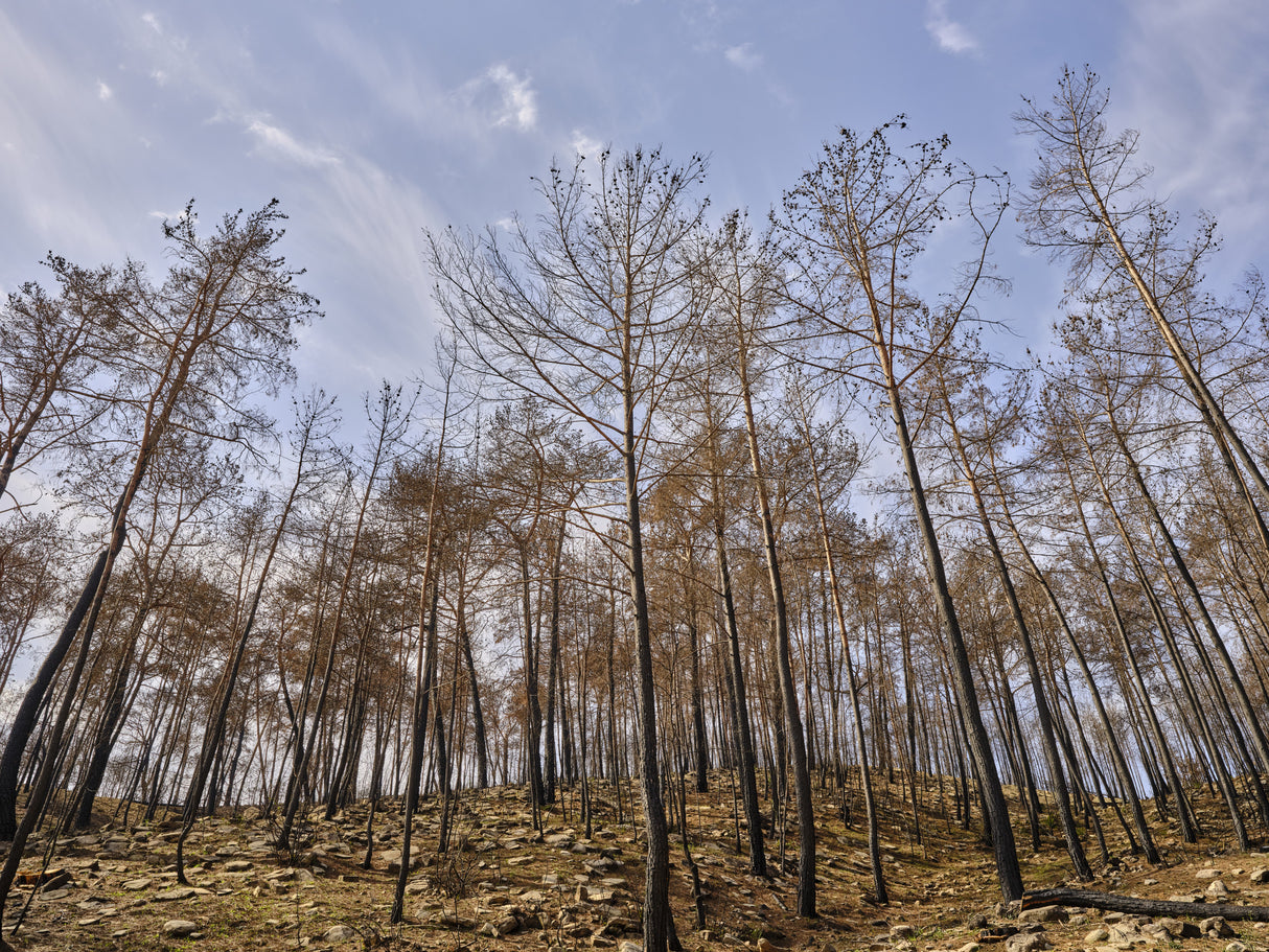 image of a forest after a fire Poster och Canvastavla