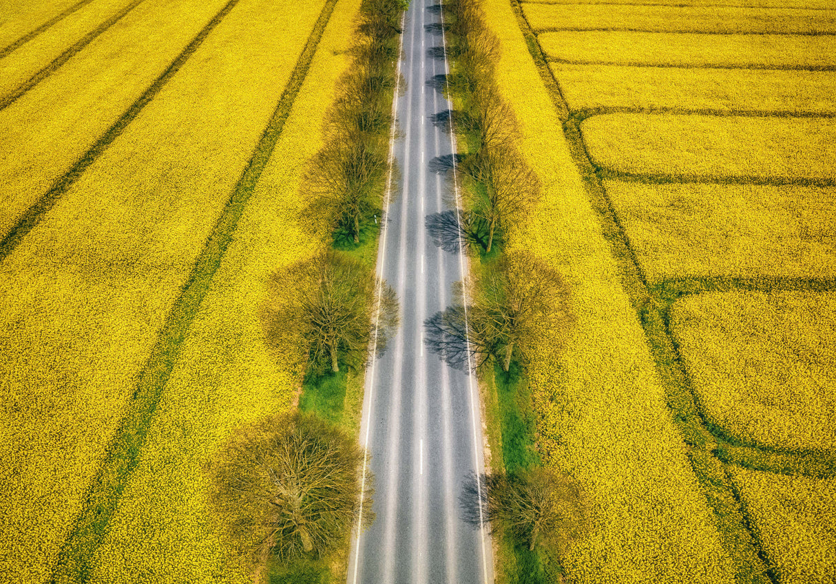 Spring Poster och Canvastavla