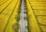Spring Poster och Canvastavla