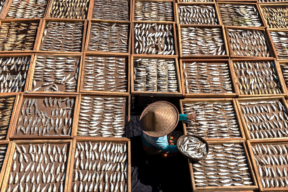Making salted fish Poster och Canvastavla