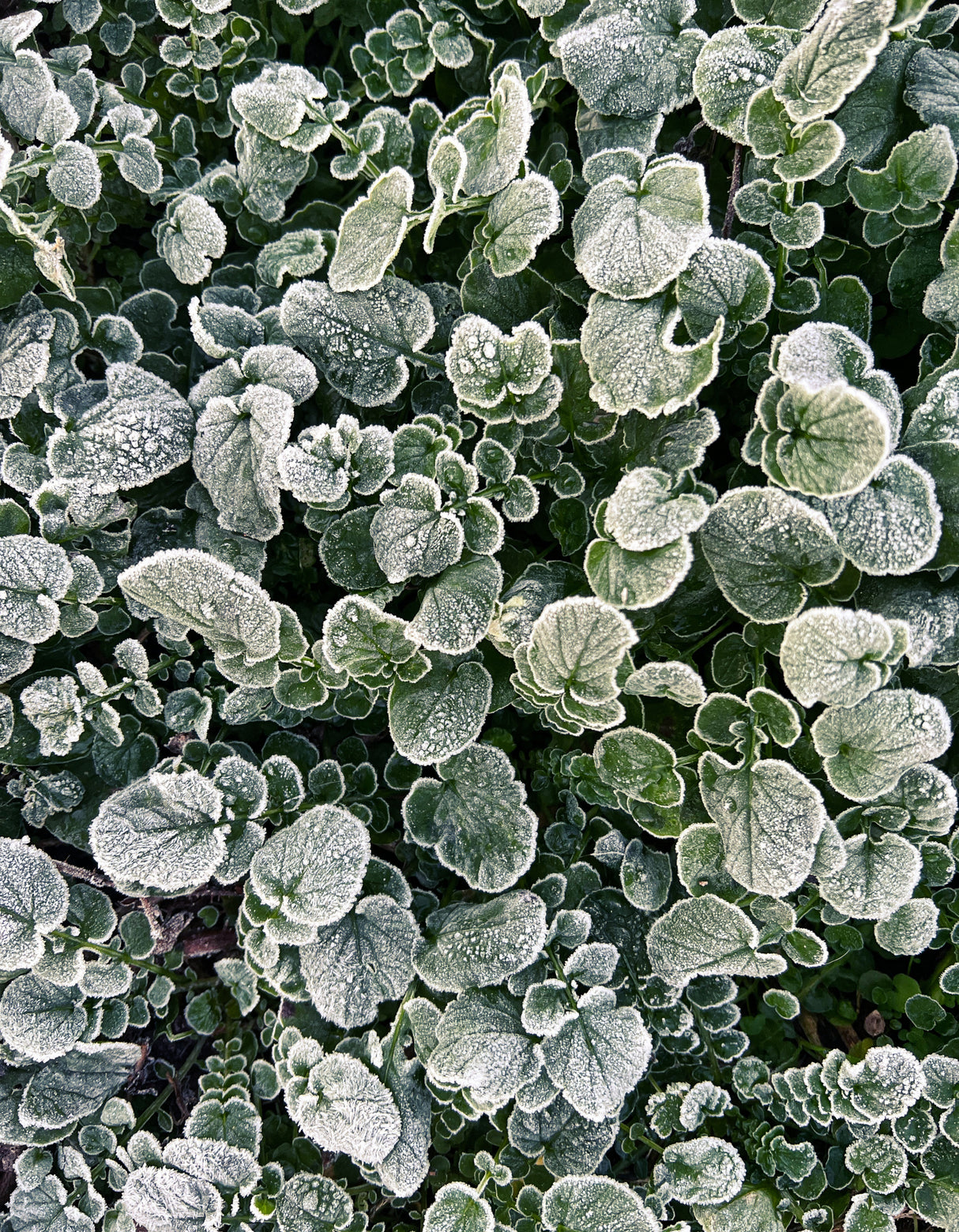 Frosted Poster och Canvastavla