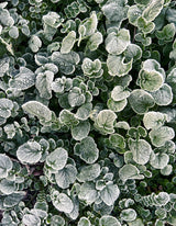 Frosted Poster och Canvastavla