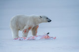 hunting in snow Poster och Canvastavla