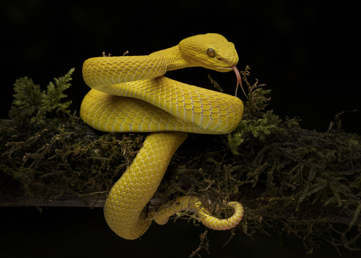 yellow viper Poster och Canvastavla