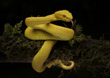 yellow viper Poster och Canvastavla