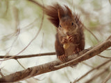 Spanish squirrel Poster och Canvastavla