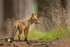 Red Fox Poster och Canvastavla