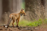 Red Fox Poster och Canvastavla