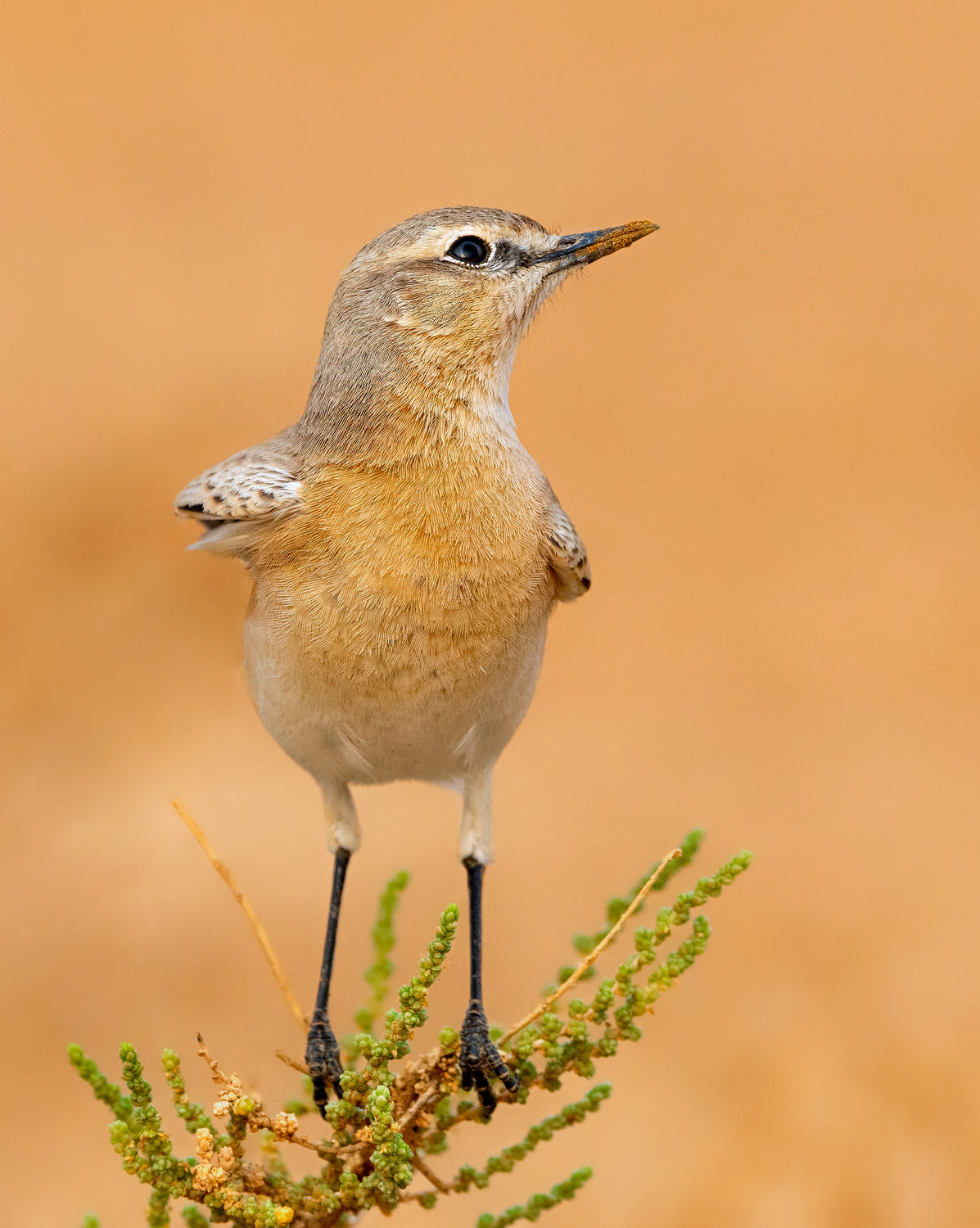 WHEATEAR Poster och Canvastavla