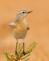 WHEATEAR Poster och Canvastavla